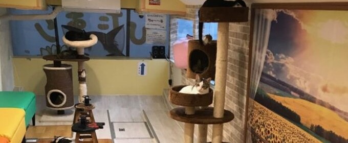 保護猫カフェひだまり号の店内写真