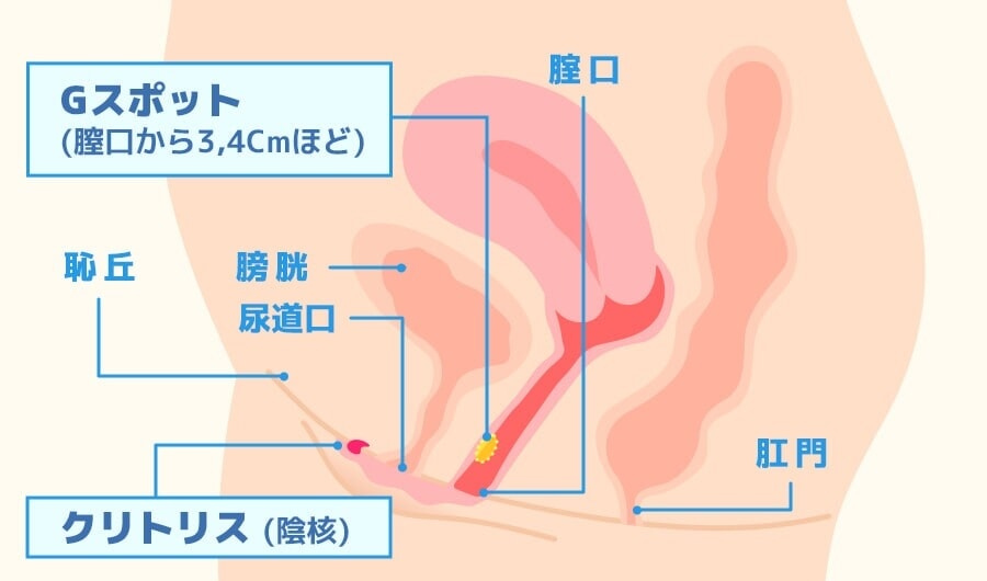 女性の腟内の図解