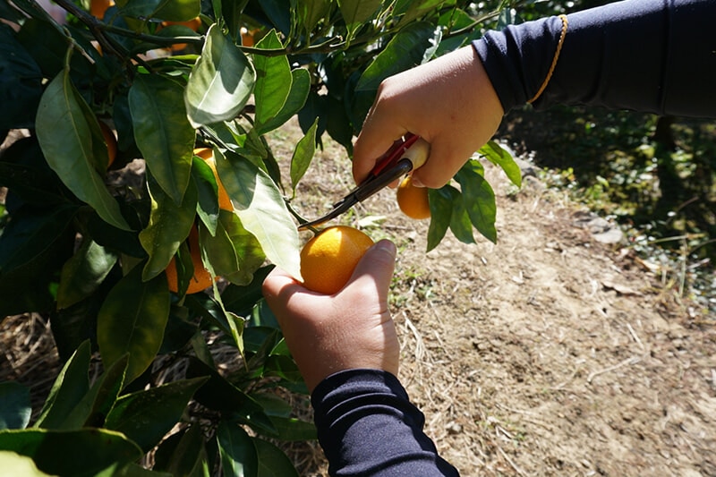 芝口果樹園